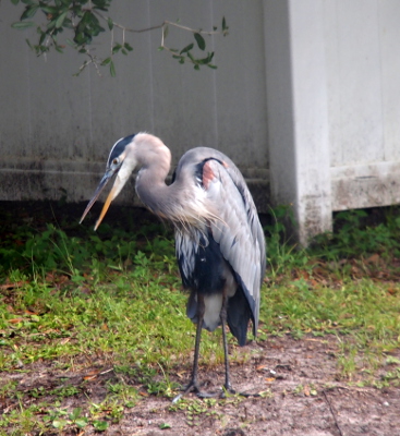 [A heron stands on the ground with its mouth open and its head bend forward. There doesn't appear to be any difference in the size of the throat or neck so the system must be working.]